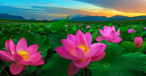 Hình nền hoa sen máy tính đẹp